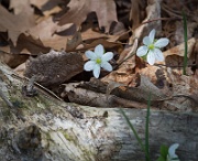 Spring flora and fauna (May 2015)